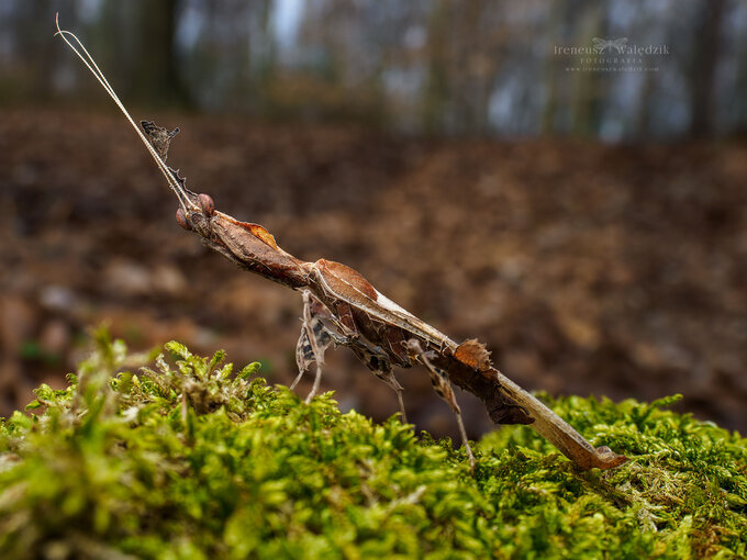 wiat makro w obiektywach Laowa - Venus Optics Laowa 15 mm f/4 Macro