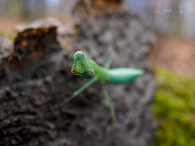 wiat makro w obiektywach Laowa - Venus Optics Laowa 15 mm f/4 Macro