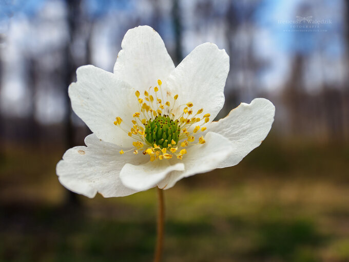 wiat makro w obiektywach Laowa - Venus Optics Laowa 15 mm f/4 Macro