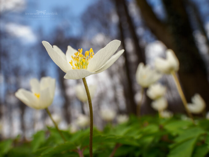 wiat makro w obiektywach Laowa - Venus Optics Laowa 15 mm f/4 Macro