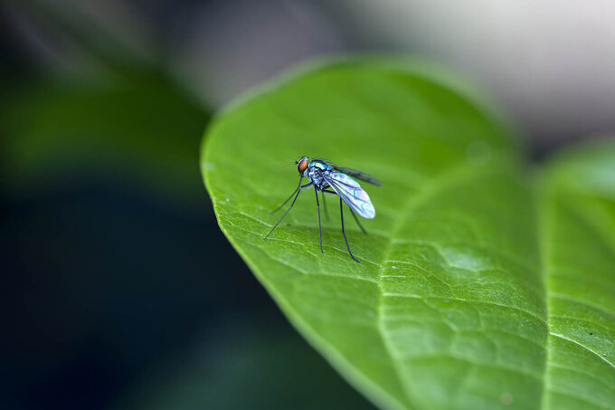 Venus Optics Laowa FFII 90 mm f/2.8 CA-Dreamer Macro 2X