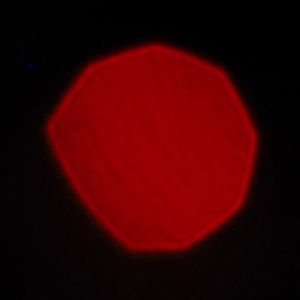 Venus Optics LAOWA Argus 25 mm f/0.95 MFT - Koma, astygmatyzm i bokeh