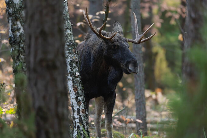 SIGMA 500 mm f/4 DG OS HSM Sport w rkach Dariusza Bresia - SIGMA 500 mm f/4 DG OS HSM Sport w rkach Dariusza Bresia