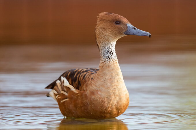 SIGMA 500 mm f/4 DG OS HSM Sport w rkach Dariusza Bresia - SIGMA 500 mm f/4 DG OS HSM Sport w rkach Dariusza Bresia