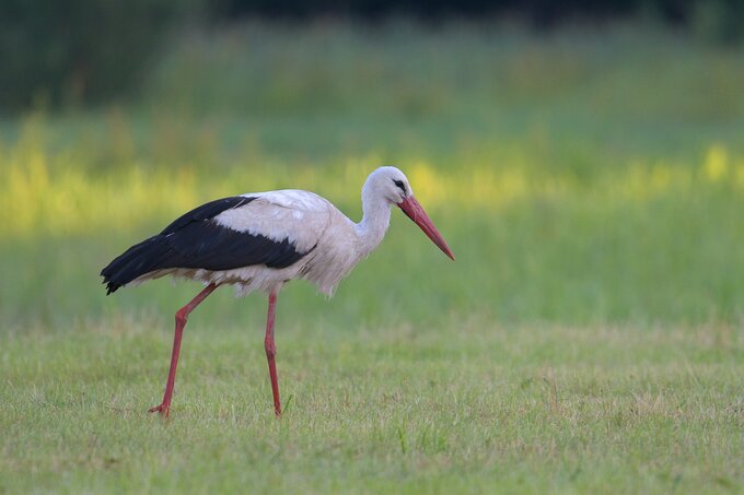 Sigma S 60-600 mm f/4.5-6.3 DG DN OS - pierwsze wraenia - Wstp