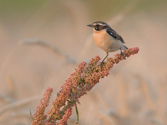 Sigma S 60-600 mm f/4.5-6.3 DG DN OS - pierwsze wraenia - Wstp