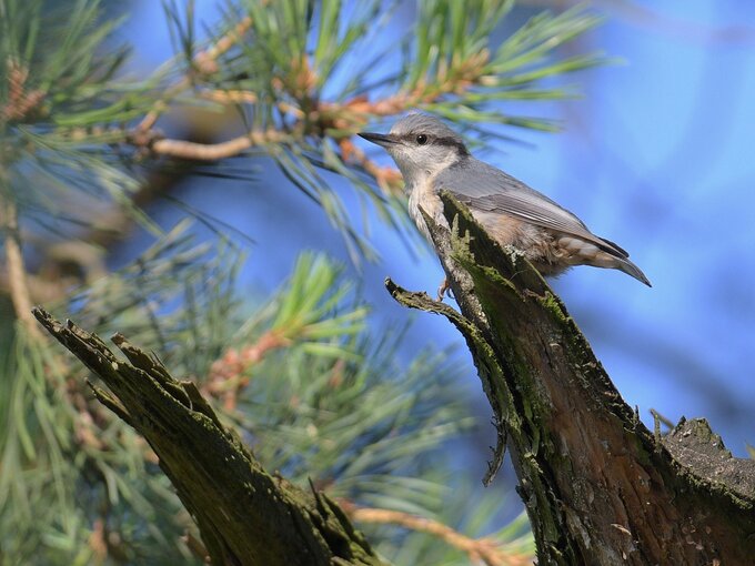 Sigma S 60-600 mm f/4.5-6.3 DG DN OS - pierwsze wraenia - Wstp