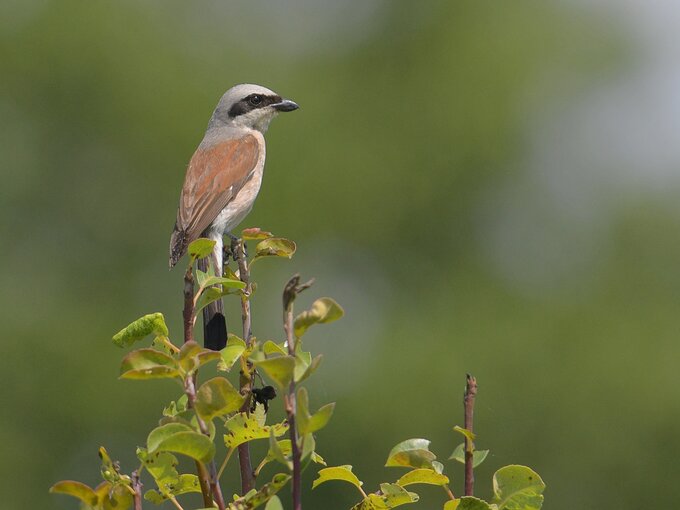 Sigma S 60-600 mm f/4.5-6.3 DG DN OS - pierwsze wraenia - Wstp