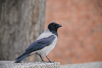 Sigma S 60-600 mm f/4.5-6.3 DG DN OS - pierwsze wraenia - Zdjcia przykadowe