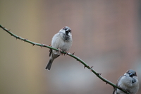 Sigma S 60-600 mm f/4.5-6.3 DG DN OS - pierwsze wraenia - Zdjcia przykadowe