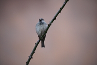Sigma S 60-600 mm f/4.5-6.3 DG DN OS - pierwsze wraenia - Zdjcia przykadowe