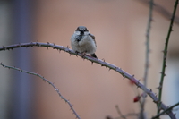 Sigma S 60-600 mm f/4.5-6.3 DG DN OS - pierwsze wraenia - Zdjcia przykadowe