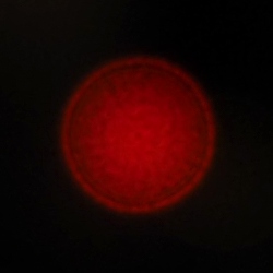 Venus Optics LAOWA 6 mm f/2 Zero-D MFT - Koma, astygmatyzm i bokeh