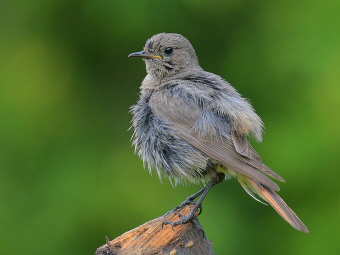 Fotografia ptakw dla pocztkujcych - Obiektywy klasy 150-600 mm