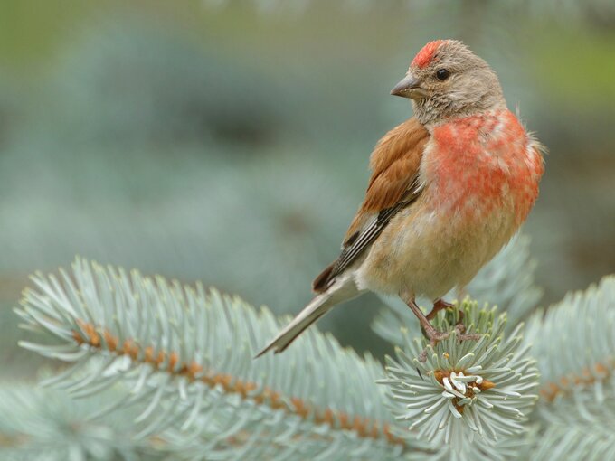 Fotografia ptak�w dla pocz�tkuj�cych - Inne modele mieszcz�ce si� w bud�ecie