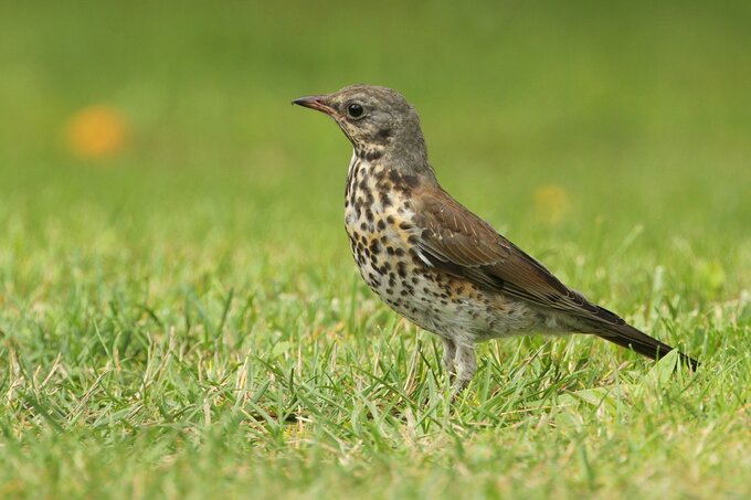 Fotografia ptak�w dla pocz�tkuj�cych - Inne modele mieszcz�ce si� w bud�ecie