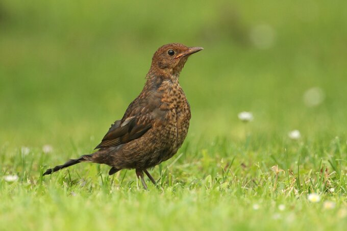 Fotografia ptak�w dla pocz�tkuj�cych - Inne modele mieszcz�ce si� w bud�ecie