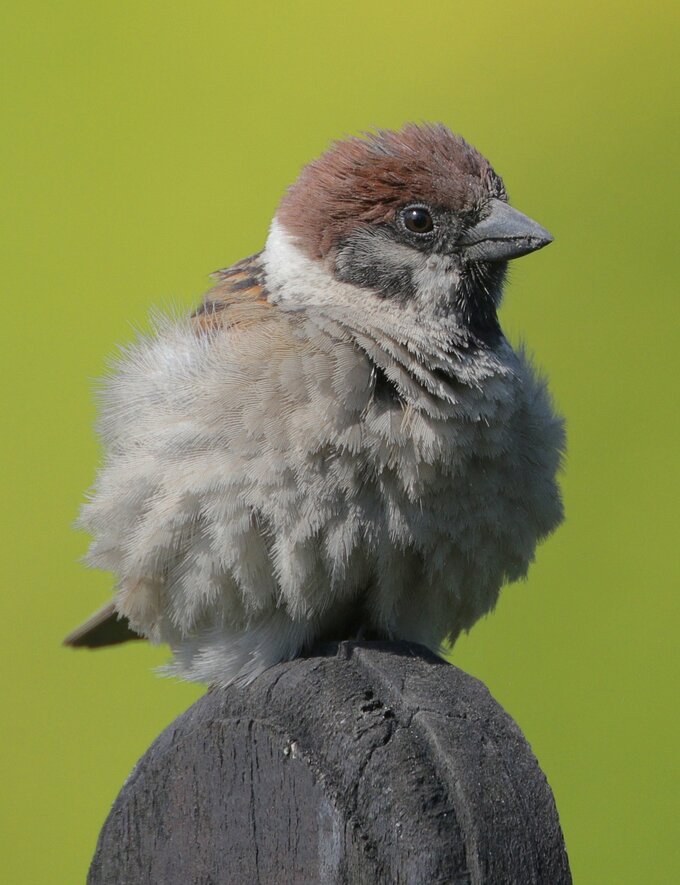 Fotografia ptak�w dla pocz�tkuj�cych - Inne modele mieszcz�ce si� w bud�ecie