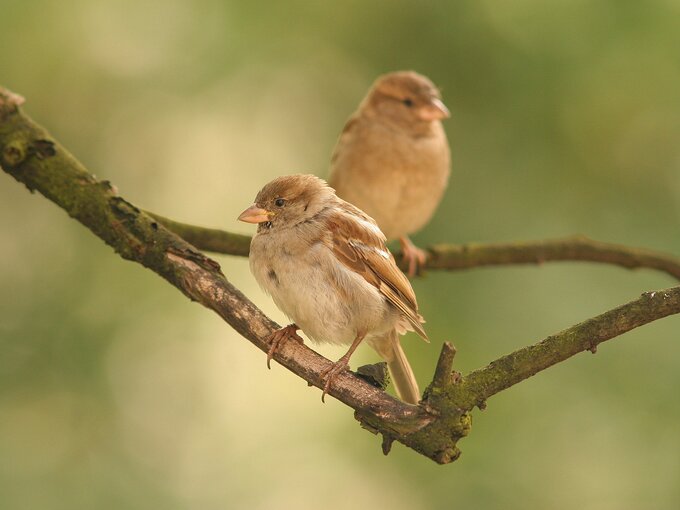 Fotografia ptak�w dla pocz�tkuj�cych - Inne modele mieszcz�ce si� w bud�ecie