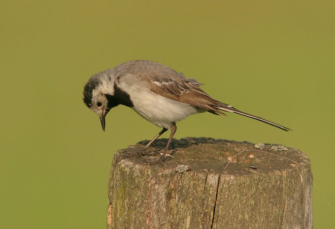 Fotografia ptak�w dla pocz�tkuj�cych - Inne modele mieszcz�ce si� w bud�ecie