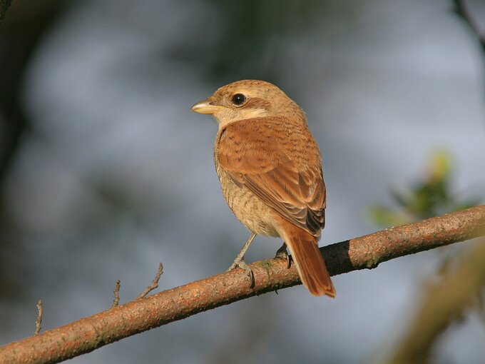 Fotografia ptak�w dla pocz�tkuj�cych - Inne modele mieszcz�ce si� w bud�ecie