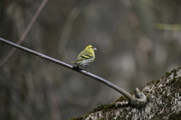 Nikkor Z 400 mm f/4.5 VR S - zdjcia przykadowe