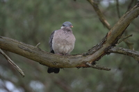 Nikkor Z 600 mm f/6.3 VR S - zdjcia przykadowe