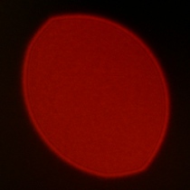 Venus Optics LAOWA FFII 90 mm f/2.8 CA-Dreamer Macro 2X - Koma, astygmatyzm i bokeh