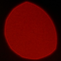 Venus Optics LAOWA FFII 90 mm f/2.8 CA-Dreamer Macro 2X - Koma, astygmatyzm i bokeh