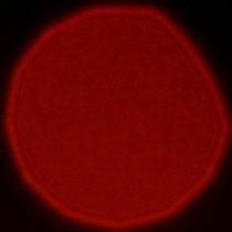 Venus Optics LAOWA FFII 90 mm f/2.8 CA-Dreamer Macro 2X - Koma, astygmatyzm i bokeh