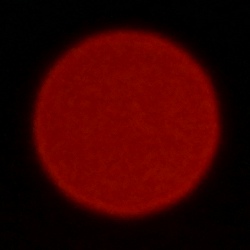 Nikon Nikkor Z MC 105 mm f/2.8 VR S - Aberacja chromatyczna i sferyczna