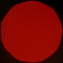 Nikon Nikkor Z MC 105 mm f/2.8 VR S - Koma, astygmatyzm i bokeh