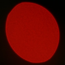 Nikon Nikkor Z MC 105 mm f/2.8 VR S - Koma, astygmatyzm i bokeh