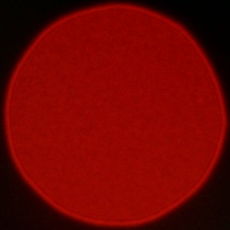 Nikon Nikkor Z MC 105 mm f/2.8 VR S - Koma, astygmatyzm i bokeh