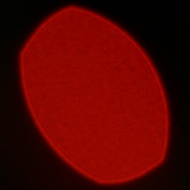 Nikon Nikkor Z MC 105 mm f/2.8 VR S - Koma, astygmatyzm i bokeh