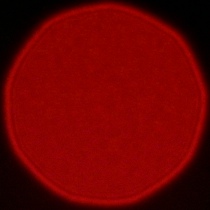 Nikon Nikkor Z MC 105 mm f/2.8 VR S - Koma, astygmatyzm i bokeh