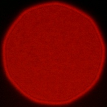 Nikon Nikkor Z MC 105 mm f/2.8 VR S - Koma, astygmatyzm i bokeh