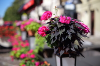 Panasonic Lumix S Pro 50 mm f/1.4 - Zdjcia przykadowe