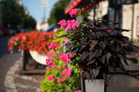 Sigma A 17-40 mm f/1.8 DC - zdjcia przykadowe