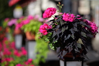 Panasonic Lumix S 85 mm f/1.8 - Zdjcia przykadowe