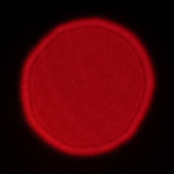 Viltrox AF 35 mm f/1.7 Air - Koma, astygmatyzm i bokeh