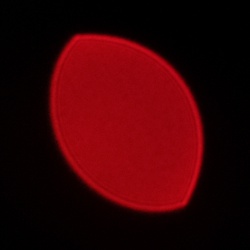 Viltrox AF 56 mm f/1.7 Air - Koma, astygmatyzm i bokeh