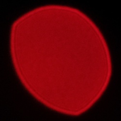 Viltrox AF 56 mm f/1.7 Air - Koma, astygmatyzm i bokeh