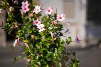 Samyang AF 85 mm f/1.8 P FE - zdjcia przykadowe