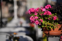 Samyang AF 85 mm f/1.8 P FE - zdjcia przykadowe