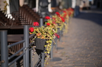 Samyang AF 85 mm f/1.8 P FE - zdjcia przykadowe
