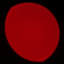 Samyang AF 85 mm f/1.8 P FE - Koma, astygmatyzm i bokeh