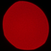 Samyang AF 85 mm f/1.8 P FE - Koma, astygmatyzm i bokeh