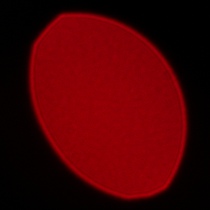 Samyang AF 85 mm f/1.8 P FE - Koma, astygmatyzm i bokeh