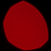 Samyang AF 85 mm f/1.8 P FE - Koma, astygmatyzm i bokeh